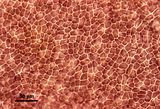 4 - Cellule in visione superficiale